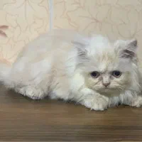 توله پرشین اصل ماده|گربه|رشت, آب و برق|دیوار