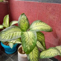 گل دیفن باخیای اصل خارجی برگ پهن ساقه درشت|گل و گیاه طبیعی|مهاباد (آذربایجان غربی), |دیوار