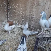 کبوتر رنگی|پرنده|تاکستان, |دیوار