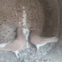 خوشرنگ زرد یال چپ|پرنده|کوه چنار, |دیوار