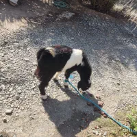 بز نر|حیوانات مزرعه|قلعه گنج, |دیوار