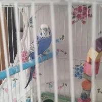 مرغ عشق سالم