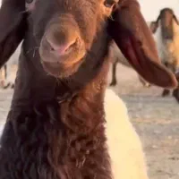 بره ناز چشمک میزنه