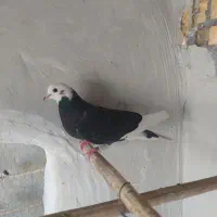 کفتر پرشی