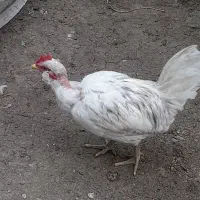 خروس ریشوپاکوتاه