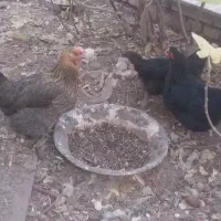 فروش چهار عدد مرغ رسمی تخم گذار