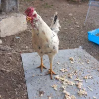 خروس اصل گلین