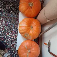 کدو الموت ارگانیک|خوردنی و آشامیدنی|محمدیه-قزوین, |دیوار