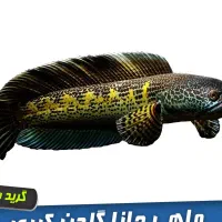 چانا گلدن کبری هایفین
