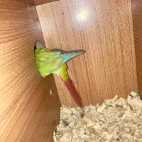 مولد گیرینچیک و یه تعداد عروس(جوجه و بالغ)ملنگو|پرنده|رشت, یخسازی|دیوار