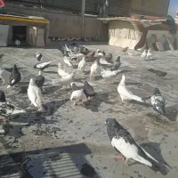 کفتر رنگی درجه ۱|پرنده|شاهینشهر, شهرک میلاد|دیوار