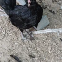 مرغ و خروس گلین|حیوانات مزرعه|آبپخش, |دیوار