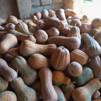 کدو|خوردنی و آشامیدنی|میاندوآب, |دیوار