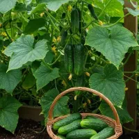 گلخانه‌دار خیار و گوجه هستی نذار زحمتت هدر بره