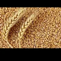 گندم بذری اصلاح شده کیسه 50کیلویی از نوع پیشگام