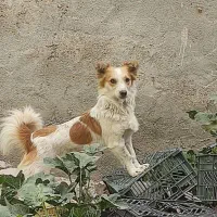 سگ پاکوتاه نگهبان|سگ|آشخانه, |دیوار