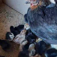 دوتا مرغ با جوجه یکیشون ۳۰تازیرش یکیشون ۲۰تا