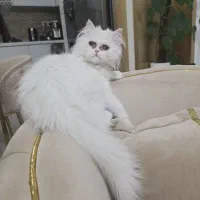 بچه گربه پرشین