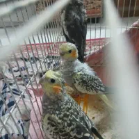 عروس هلندی
