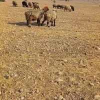 نرمیش|حیوانات مزرعه|دزفول, |دیوار