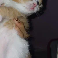 گربه پرشین کاراملی|گربه|گرگان, |دیوار