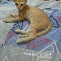 بچه گربه 3ماهه دستی دستی کاملا بی دردسر|گربه|اهواز, آسیاباد|دیوار