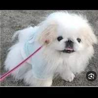 واگذاری توله خرسی|سگ|شیراز, دکتر حسابی|دیوار