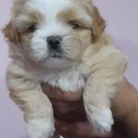 سگ شیتزو کراس