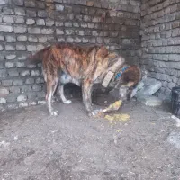 واگذاری سگ ماده رخ سبز گلگی