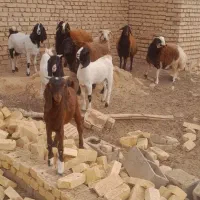 بره و بوزغاله