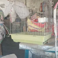 عروس هلندی باقفس|پرنده|کرج, کمال‌شهر|دیوار