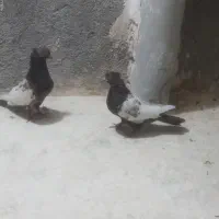 کبوترجفت سینه ای کاکولی