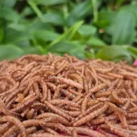 میلورم خشک و زنده درجه یک و با کیفیت