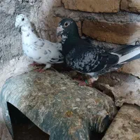 کبوتر|لوازم حمام|تربت‌حیدریه, پائین ولایت|دیوار