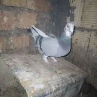 ابلق