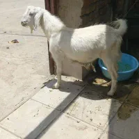 بزغاله کهره نر مری