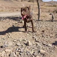 سگ امریکن پیتبول|سگ|سلفچگان, |دیوار