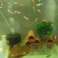 گوپی مولی دمشمشیری پرت پلار|ماهی|پاکدشت, پاکدشت (مامازند)|دیوار