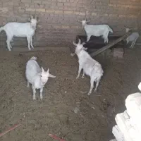 بزسانن|حیوانات مزرعه|زاوه, |دیوار