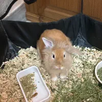 خرگوش لوپ بازیگوش با وسایل به فروش میرسد|موش و خرگوش|اردبیل, |دیوار