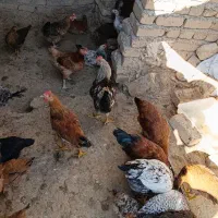 خروس