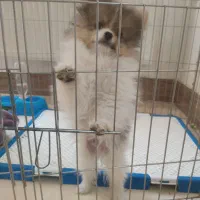 فروش توله سگ پامر خرسی یا معاوضه