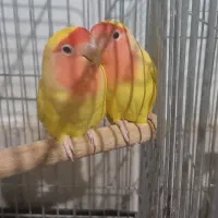 طوطی کتوله و قناری