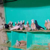 طوقی الماسی شکلاتی زرد خالدار سرکه ای اجری