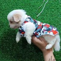 مالتیز|سگ|کرمانشاه, |دیوار