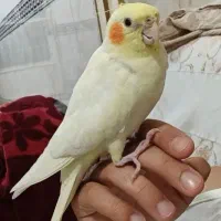 عروس هلندی گم شده