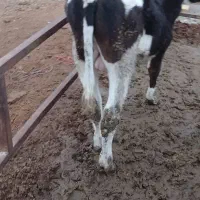 گوساله نره|حیوانات مزرعه|بوئین زهرا, |دیوار