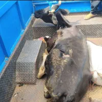 فروش و خرید انواع گاو کسل حال زمین گیر