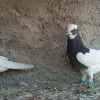 کفتر|حیوانات|مرودشت, فرهنگ|دیوار