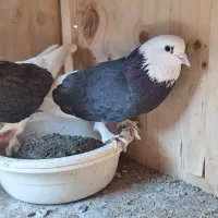 ۶ عدد کفتر عالی|پرنده|بومهن, |دیوار